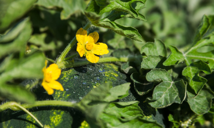 close-up of watermelon on the vine in field with foliage and two yellow flowers